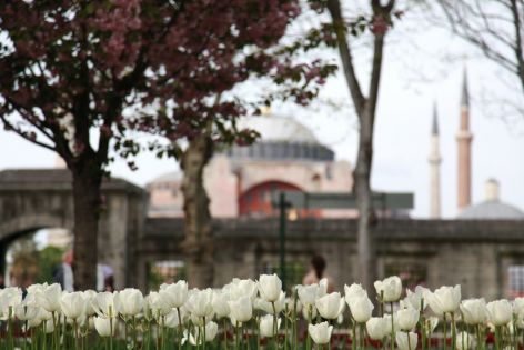 Фестивал на лалето в Истанбул 2024